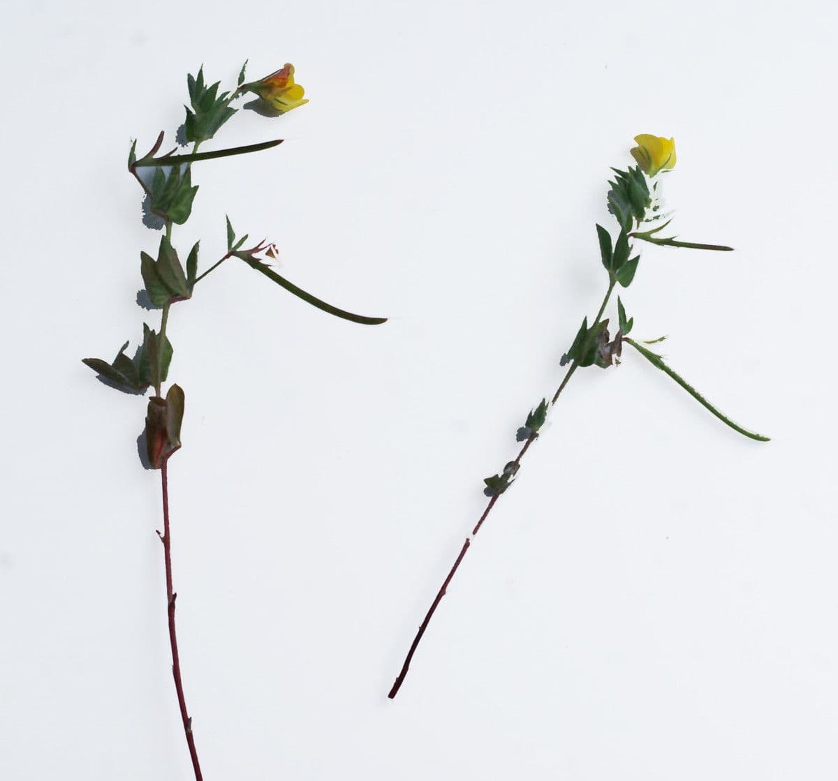 Schmalblättriger Bocksbart 12