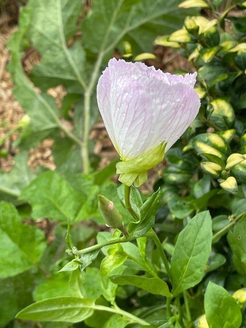 Enotera rosa 19
