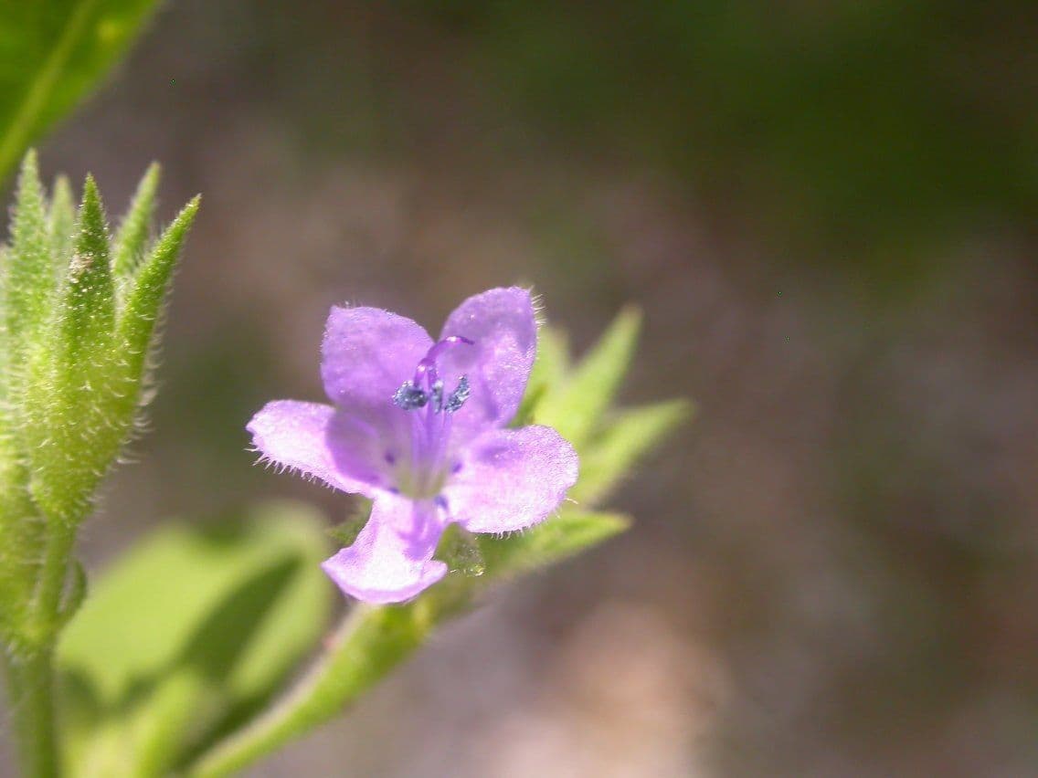 Trichostema 3