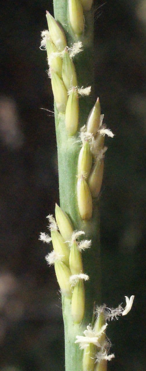 Stenotaphrum 3