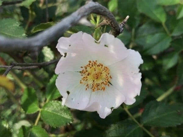 Rosa selvatica comune 8