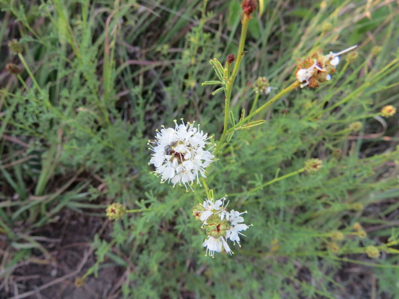 Dalea 6