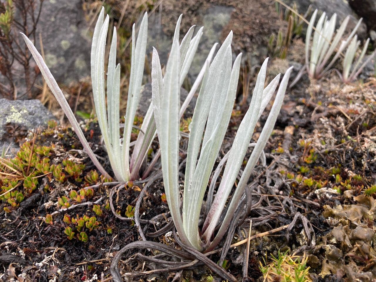 Senecio 19