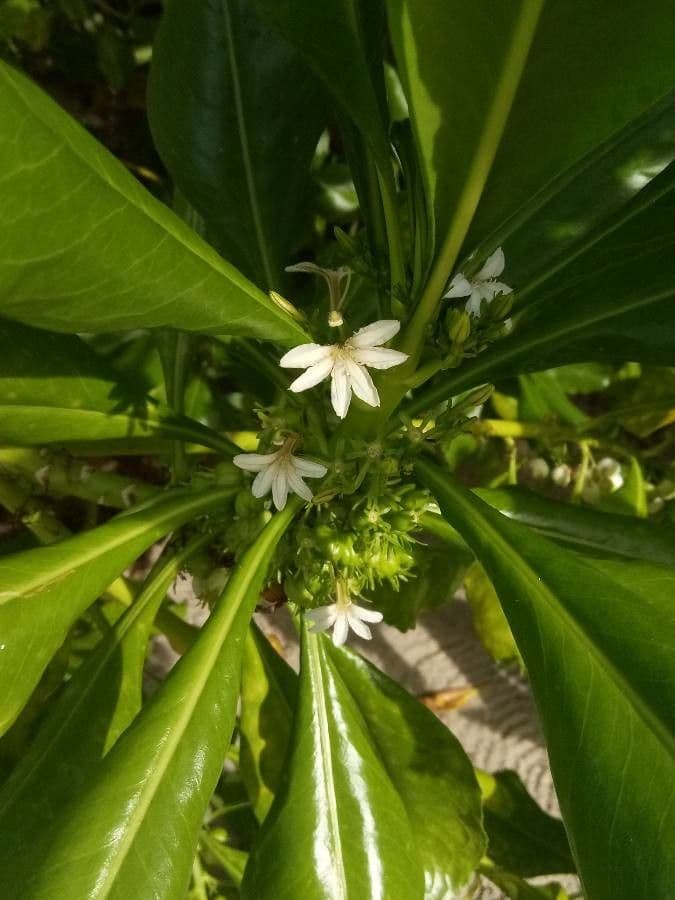 Scaevola taccada 6