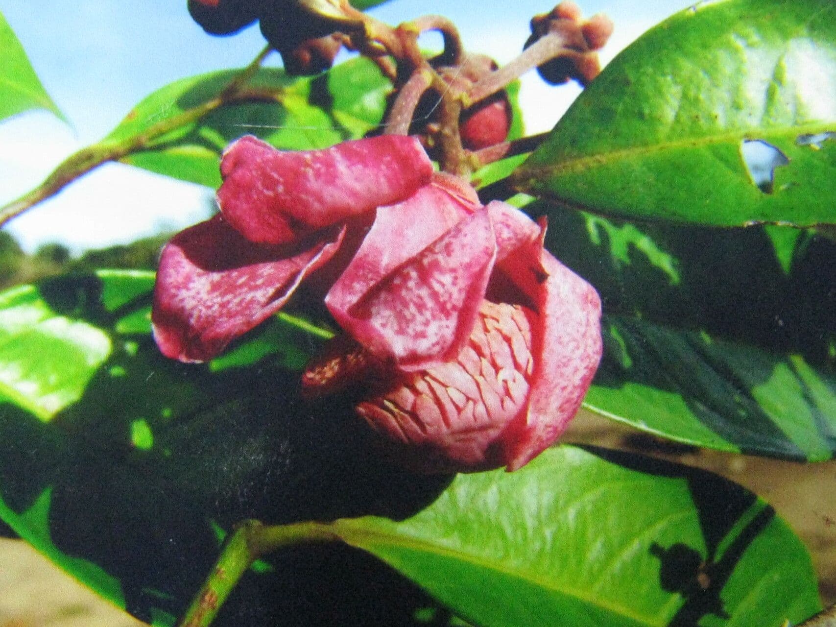 Eschweilera