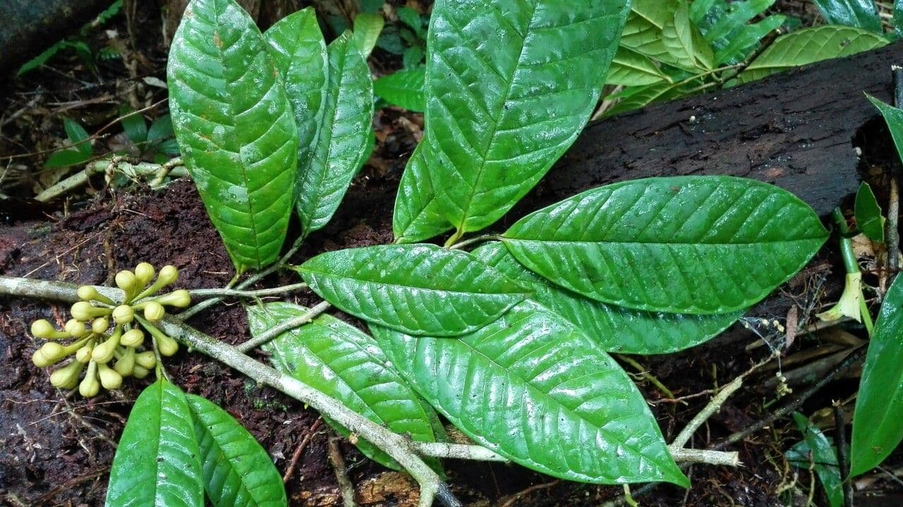 Anaxagorea 10