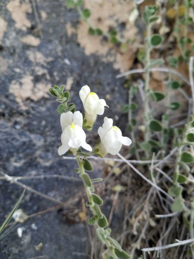 Antirrhinum molle 13