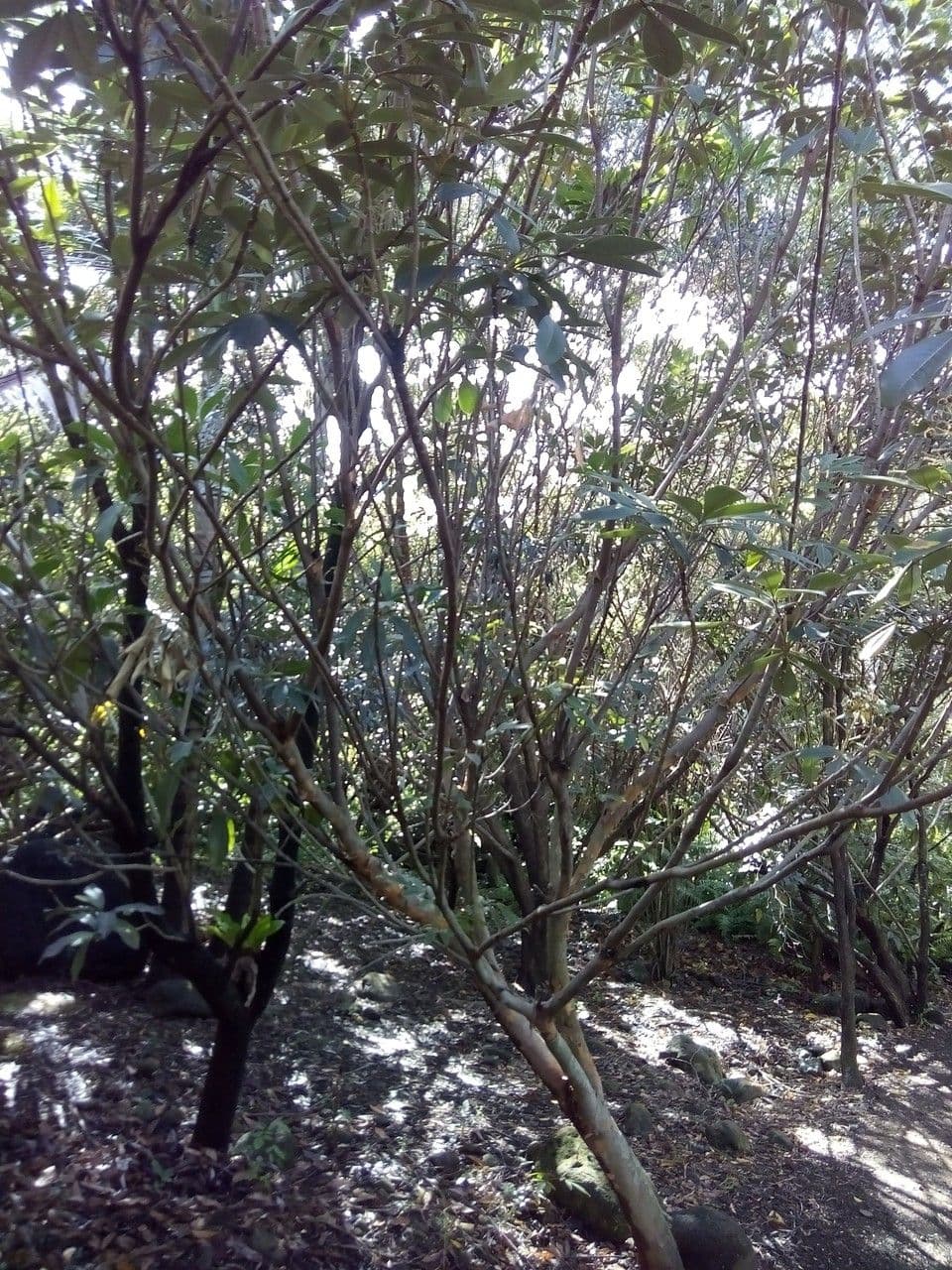 Cossinia pinnata 15