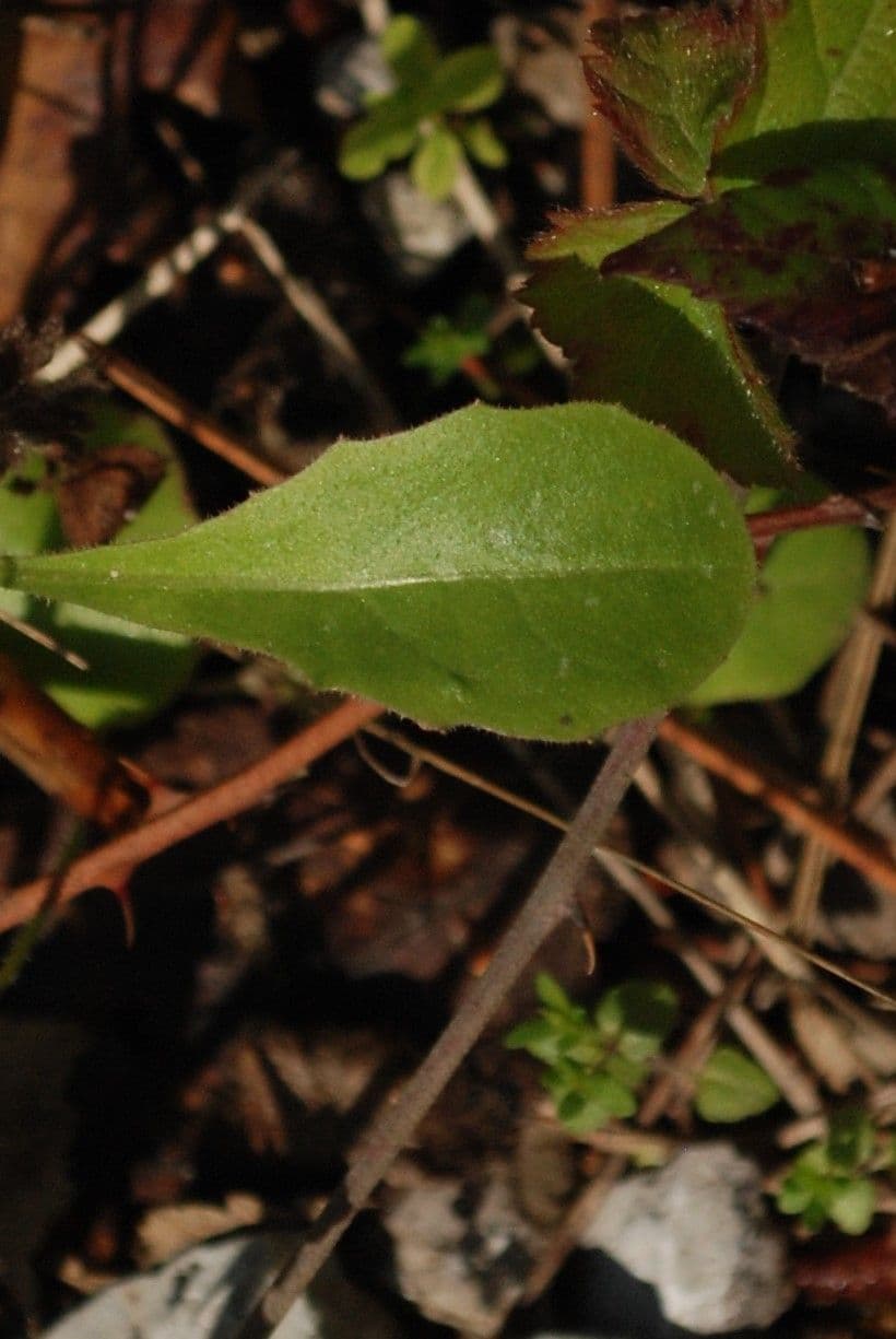 Krigia virginiana 13