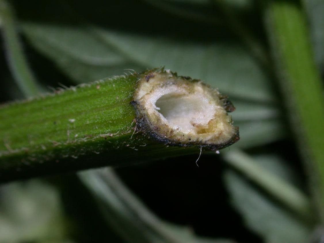 Hyptis capitata 22
