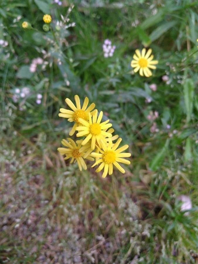 Senecio brasiliano 4