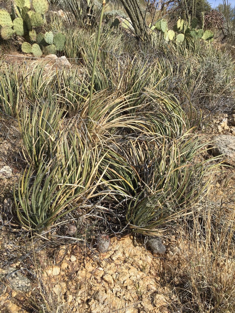 Schott-Agave 5