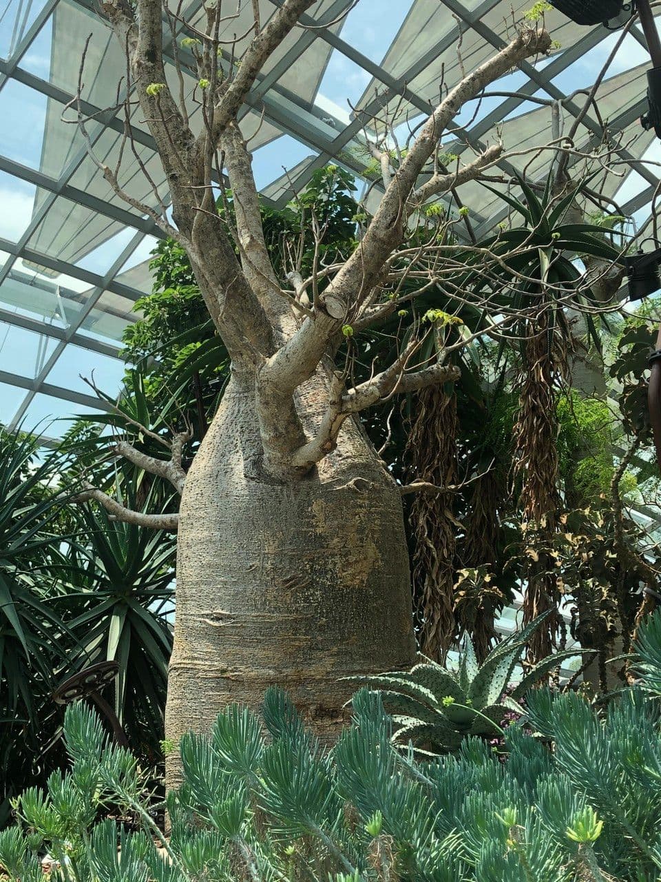 Baobab australský 3