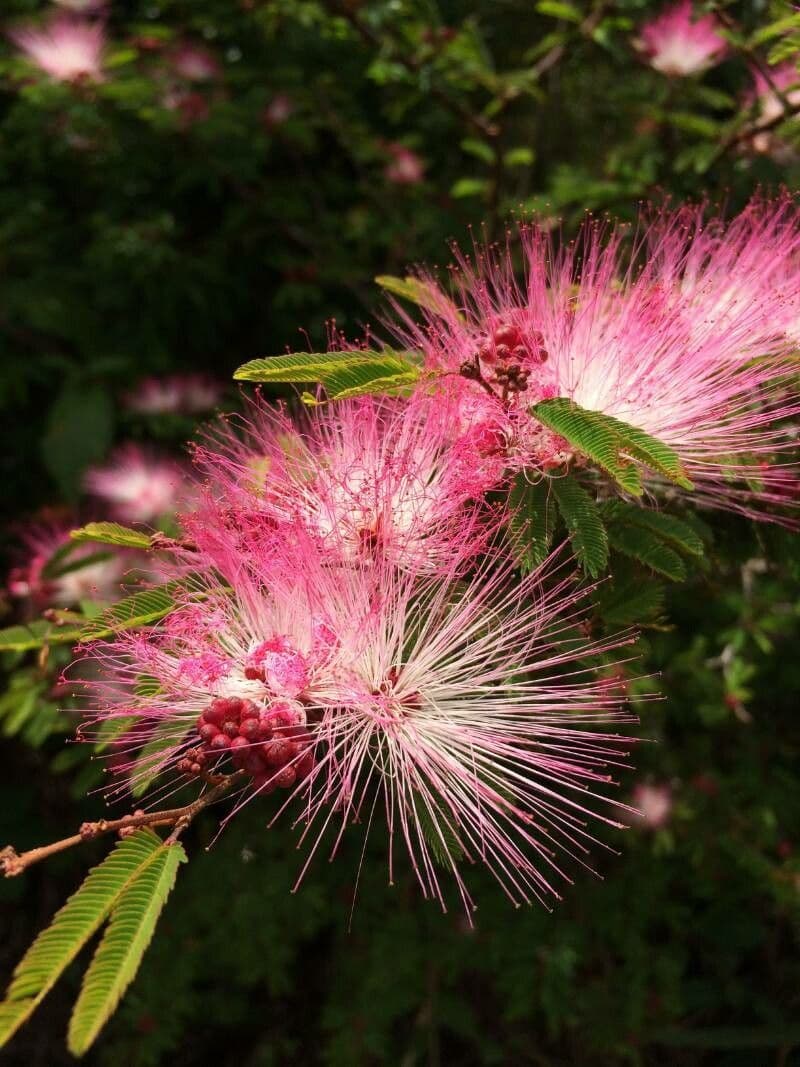 Calliandra 3