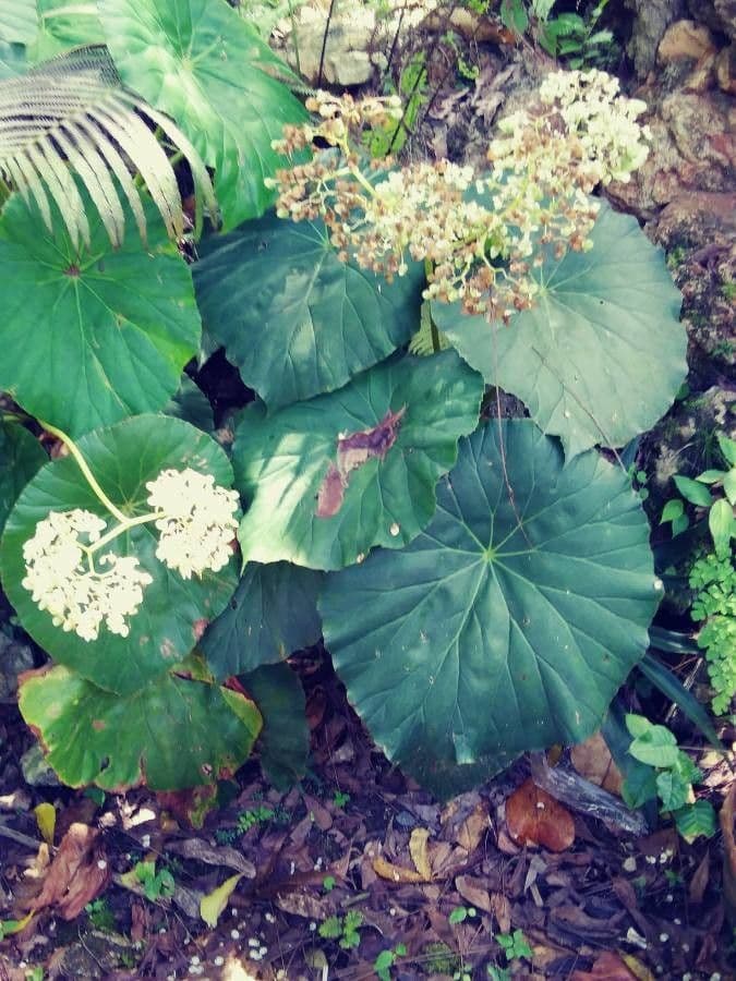 Begonia 15