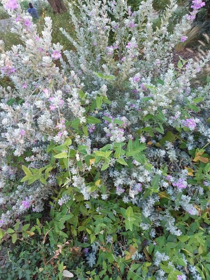 Leucophyllum candidum 8