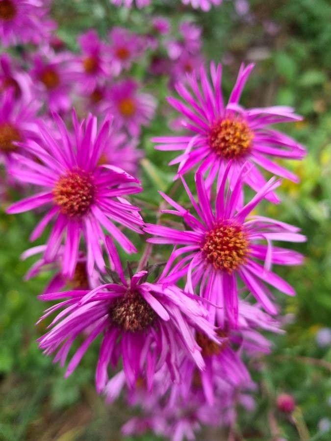 Raublatt-Aster 3