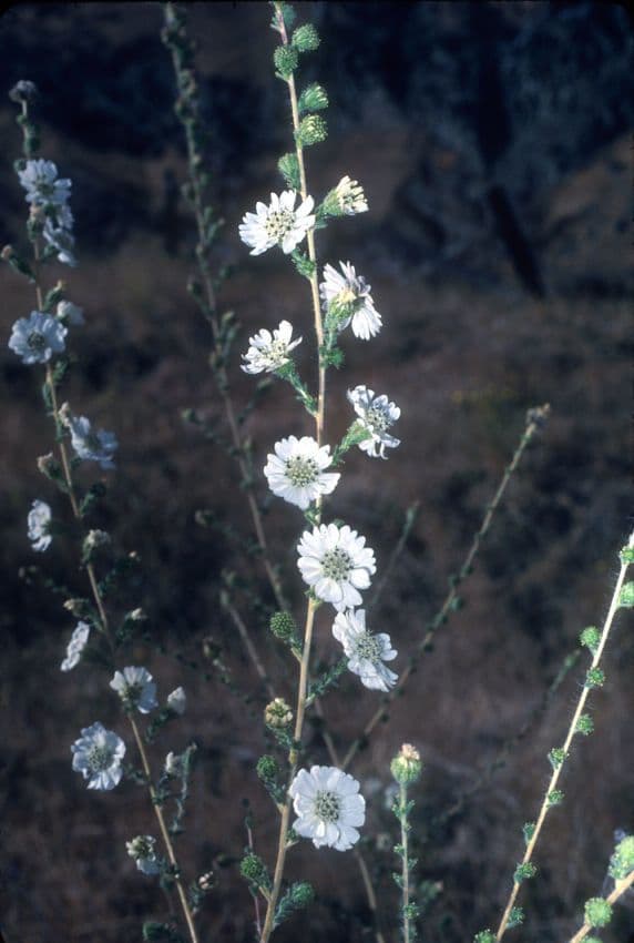 Blepharizonia 4