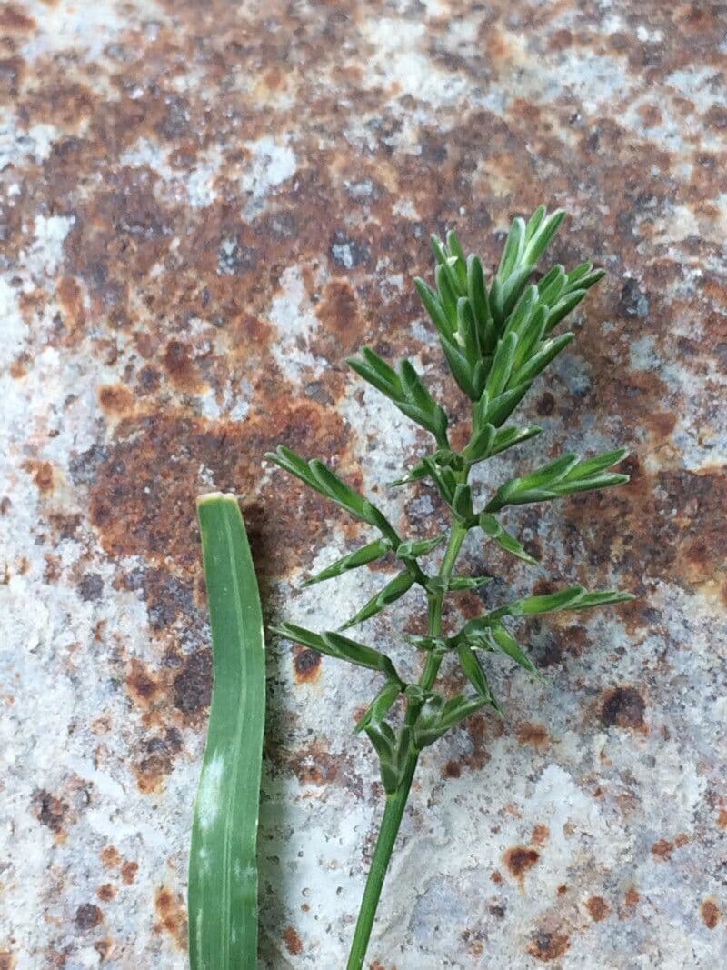Sclerochloa 6