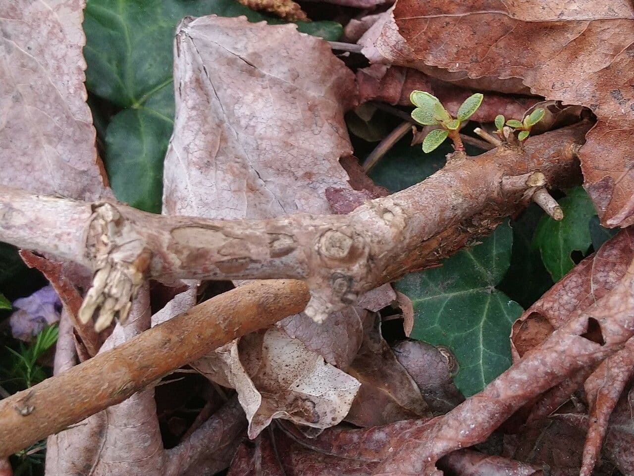 Różanecznik 16