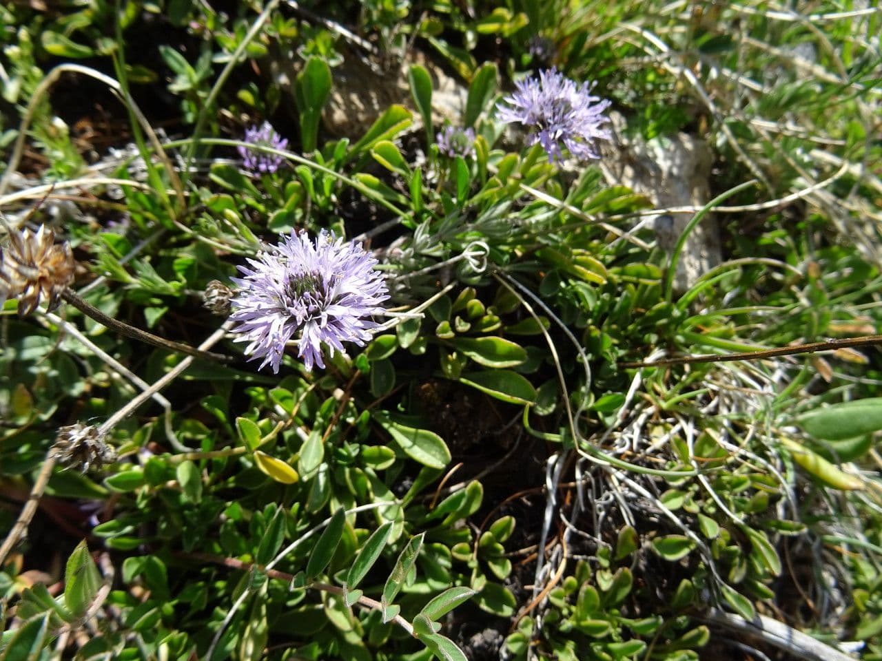 Vedovelle delle Rocce 21