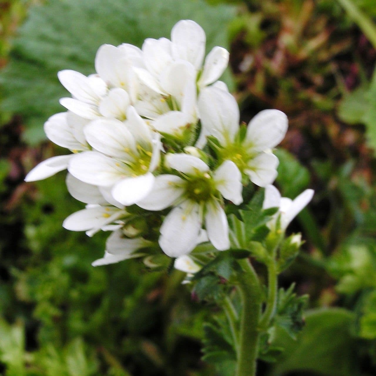Saxifraga 5