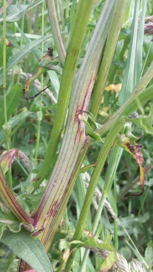 Radicchiella bienne 23