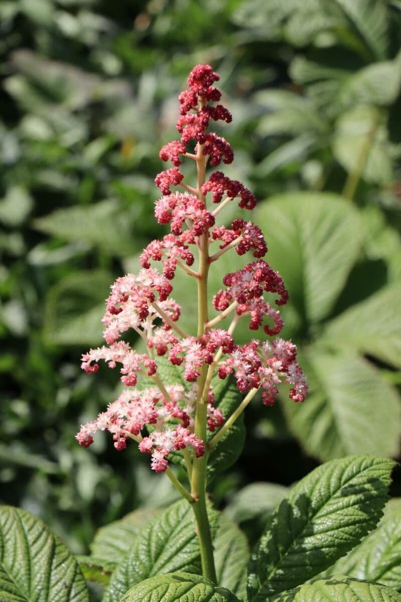 Rodgersia 9