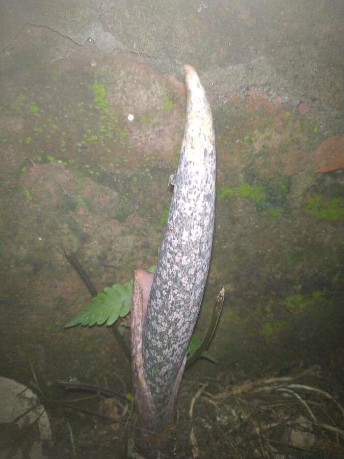 Amorfofalus 6