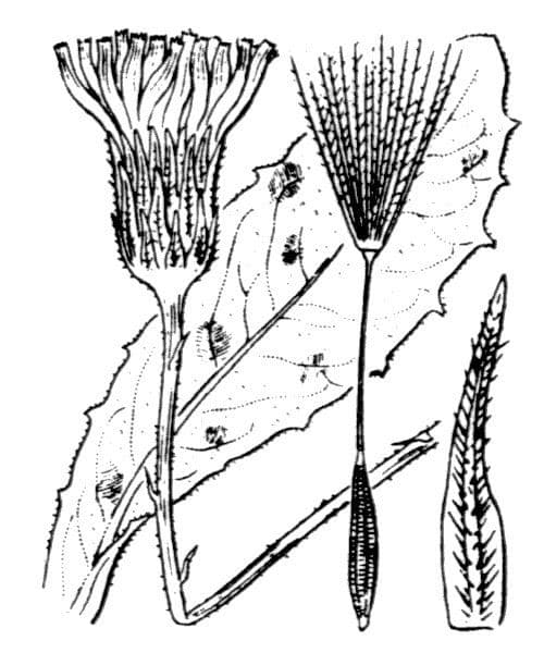 Costolina macchiata 27