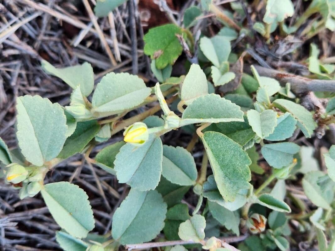 Sida ovata 2