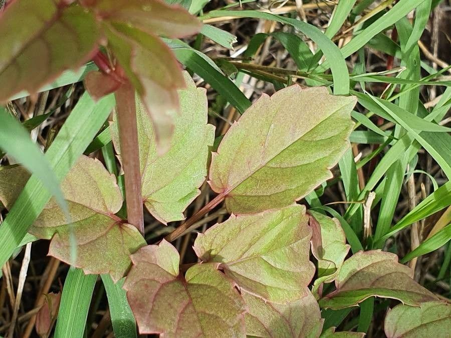 Cyphostemma 9