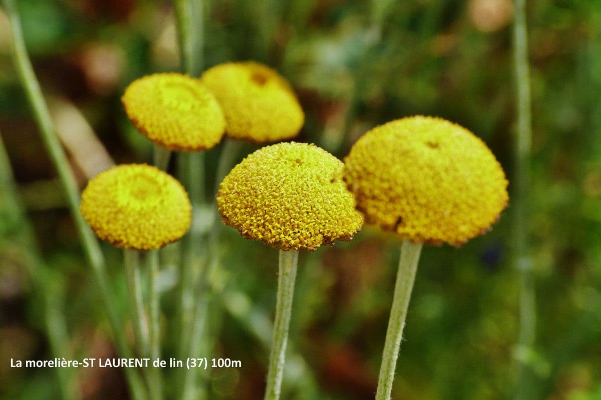 Cotula anthemoides 2