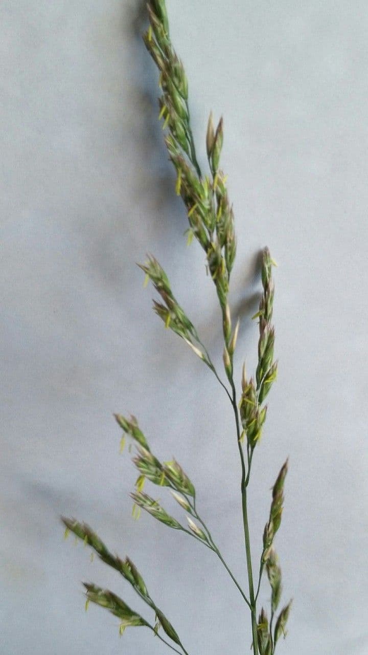 Festuca dei prati 12