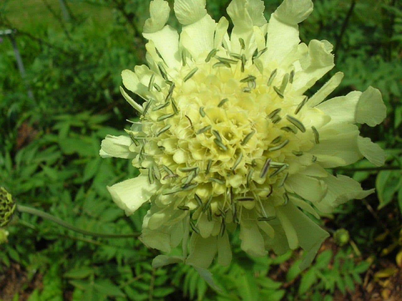 Cephalaria alpina 7
