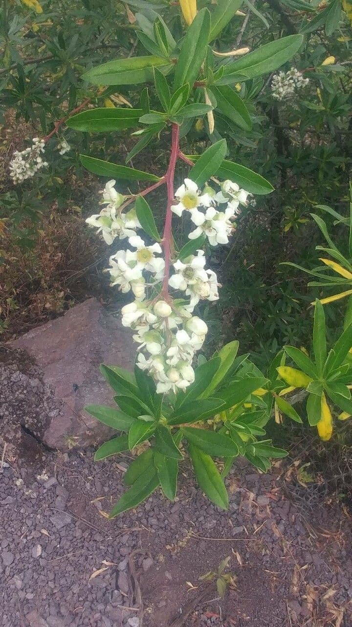 Escallonia resinosa