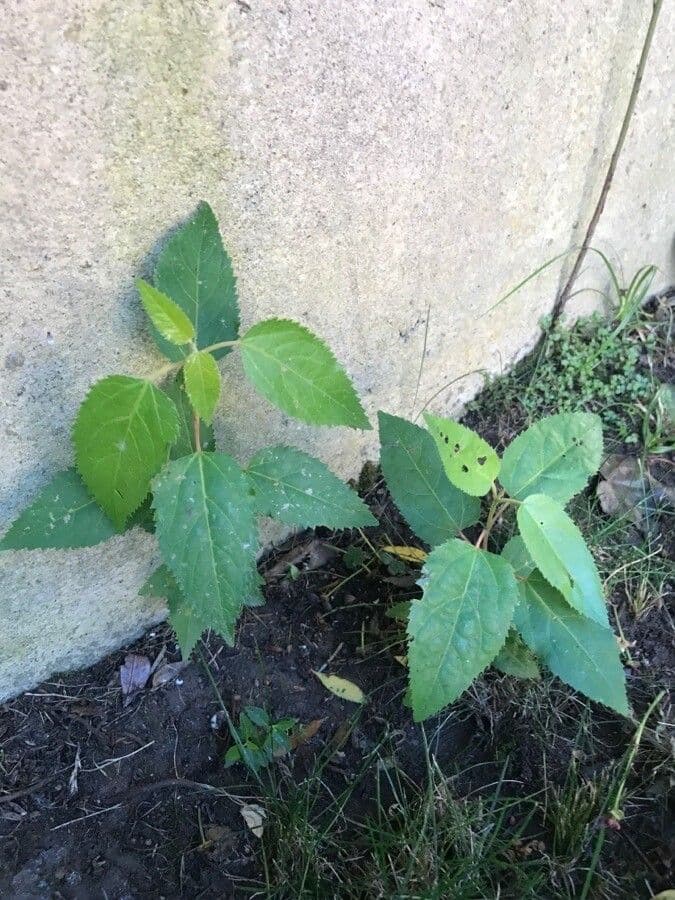 Aristotelia chilensis 13