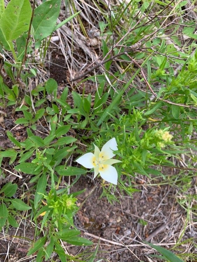 Calochortus 4