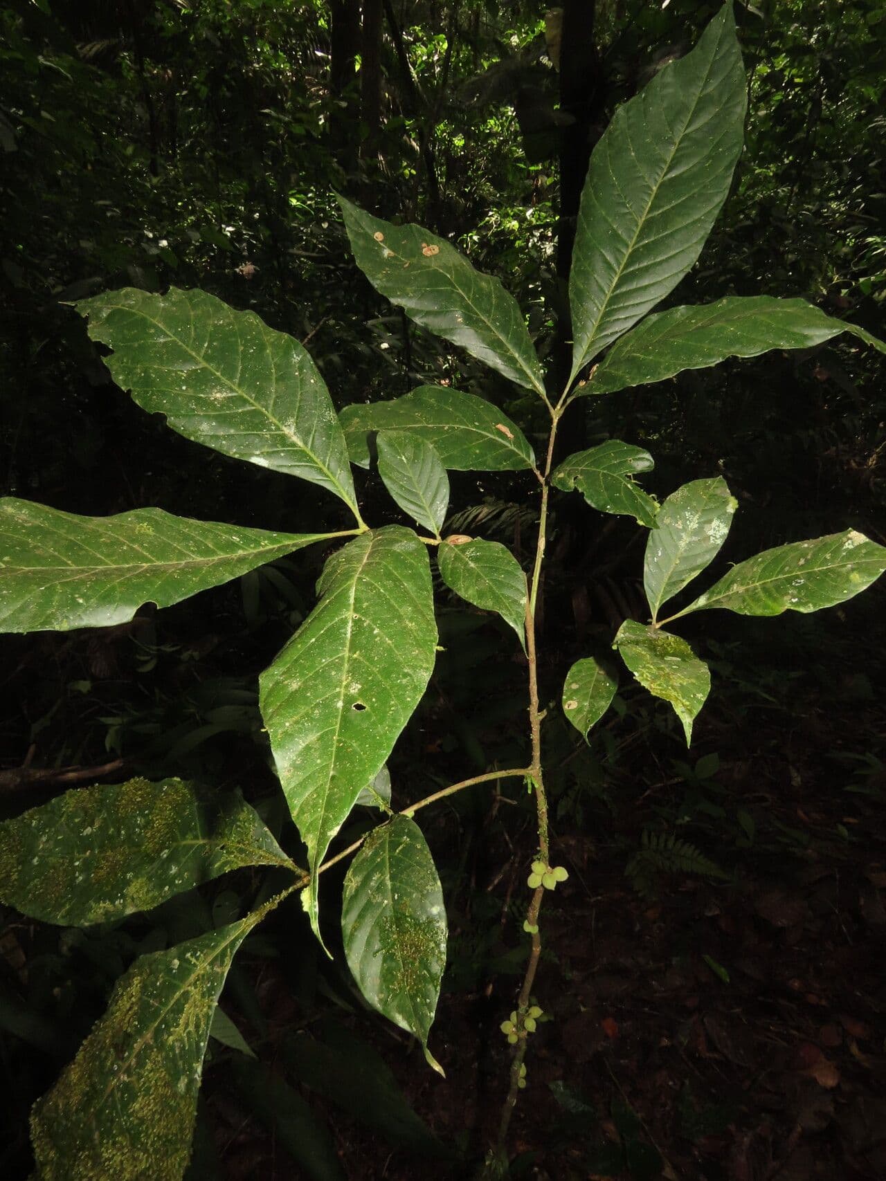 Trichilia 16