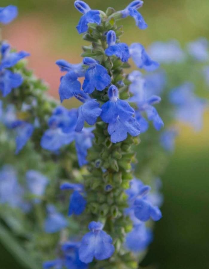 Salbei