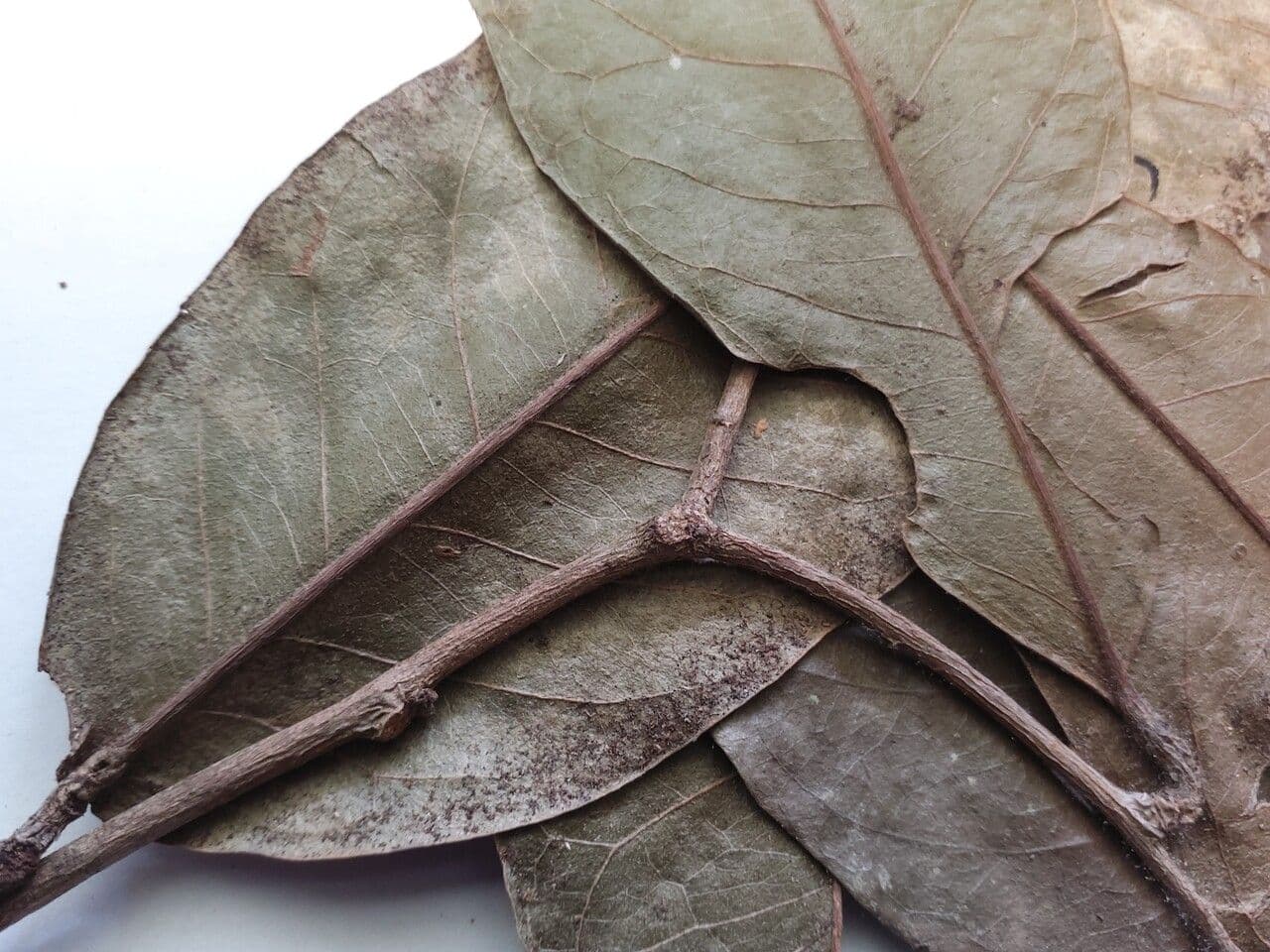 Chaetocarpus