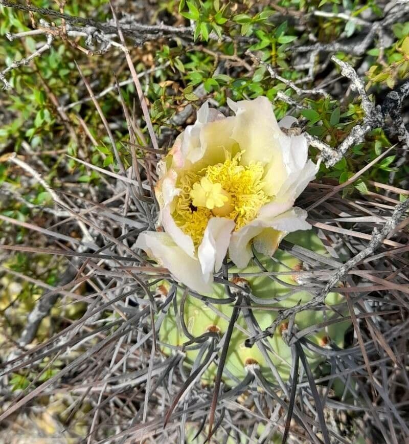 Tephrocactus