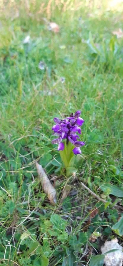 Orchide minore