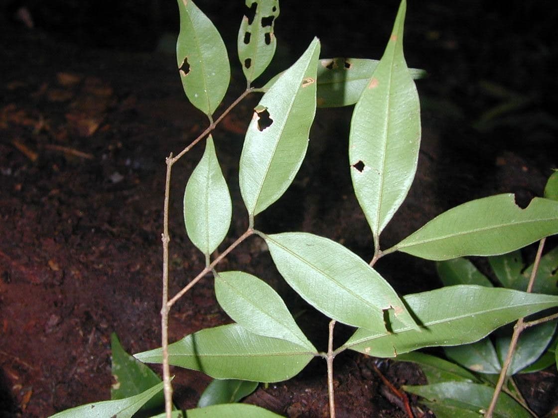 Myrciaria 13