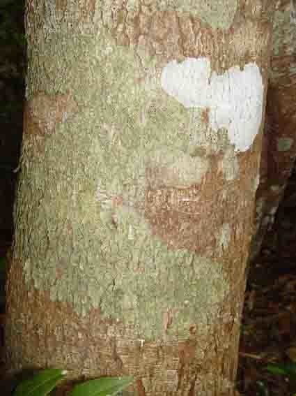 Korallenbaum 21