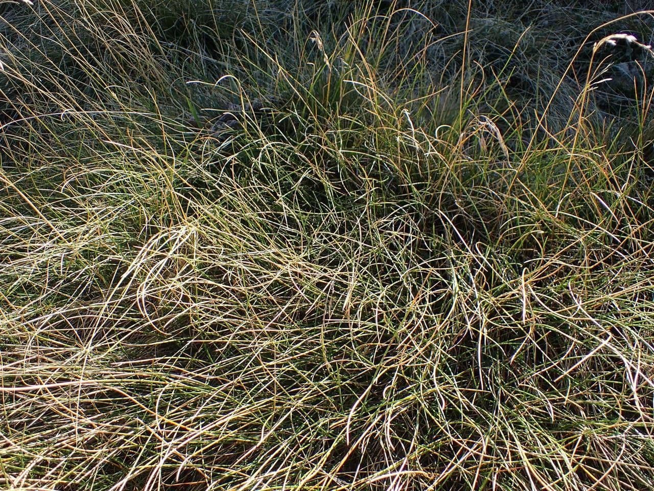 Pyrenäen-Schwingel 11