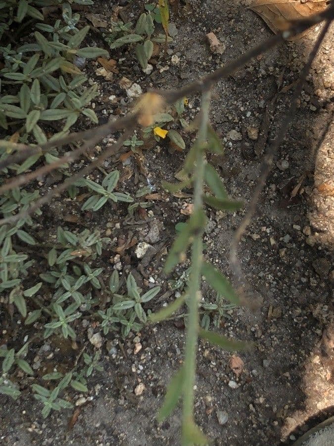 Fumana 3
