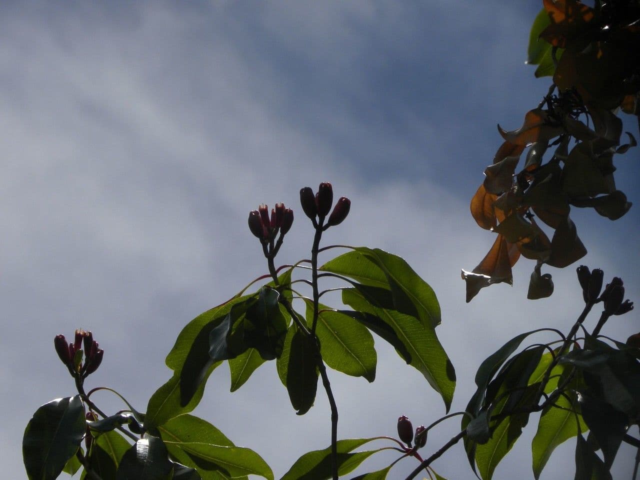 Giroflier 13