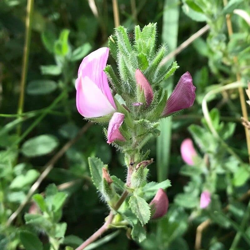 Ononide spinosa 28