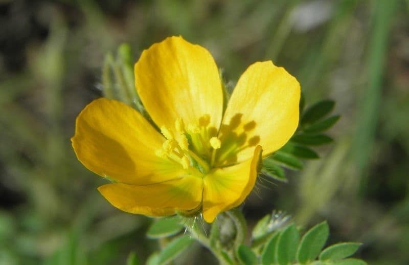 Kleinblütige Kallstroemia 2
